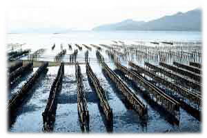 地御前港と地御前牡蠣