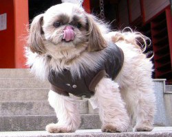 ݁`Ȃ̍K肢Ă